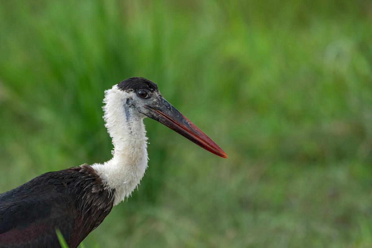 Asian Woolly-necked Stork - ML623676888