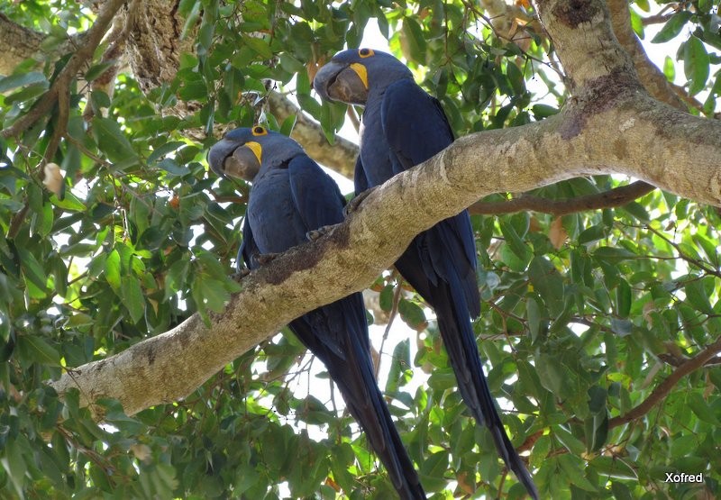 Hyacinth Macaw - ML623676892