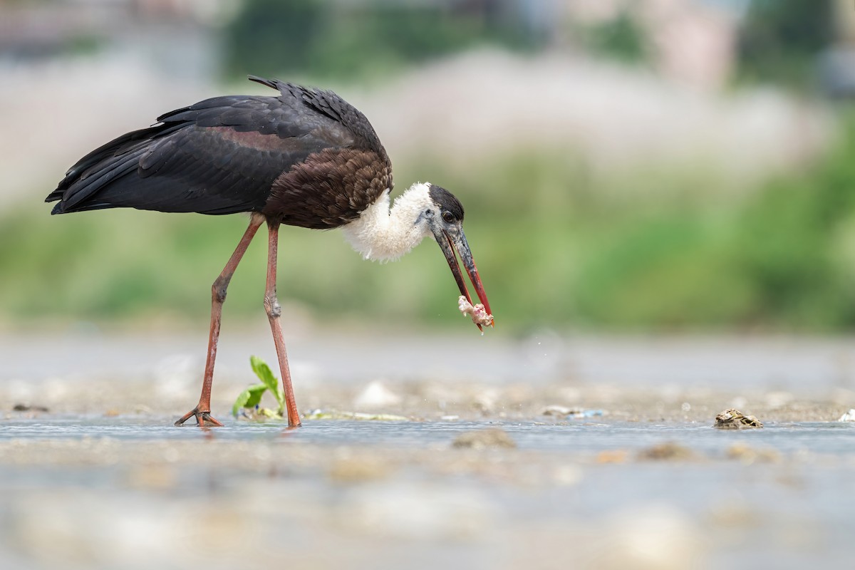 Asian Woolly-necked Stork - ML623676914