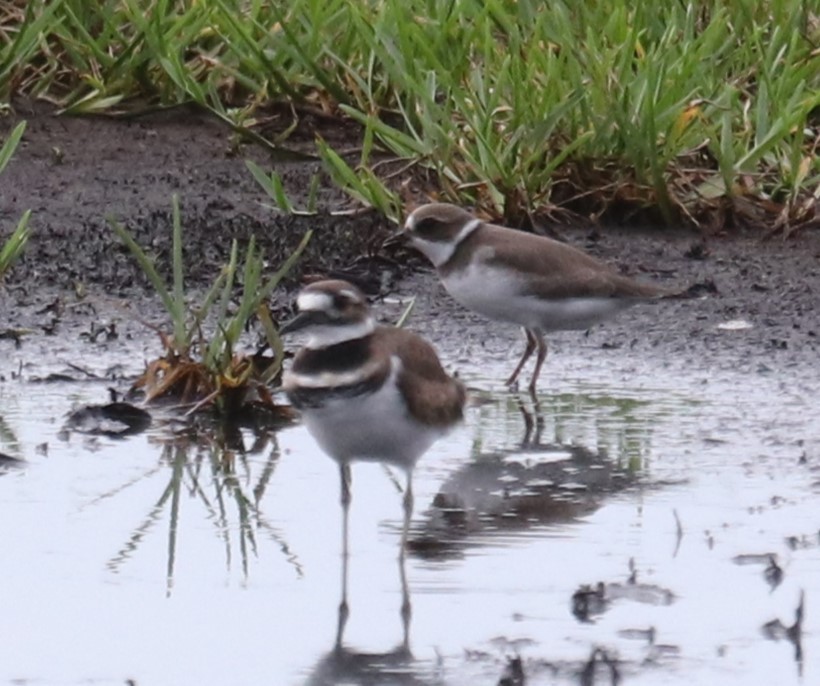 Killdeer - Paul Hueber