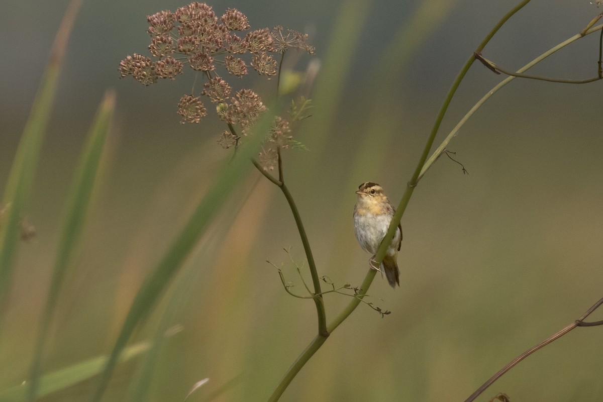 Aquatic Warbler - ML623676998