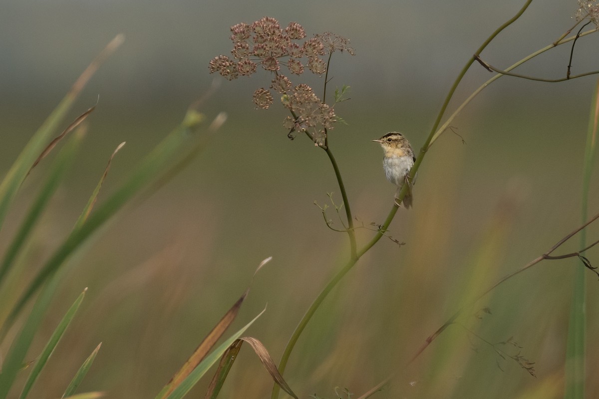 Aquatic Warbler - ML623676999