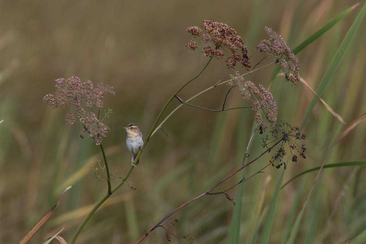 Aquatic Warbler - ML623677000