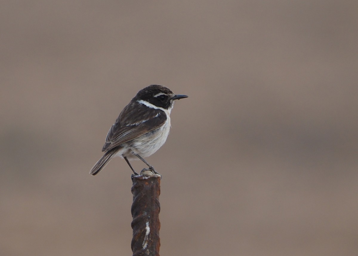 Fuerteventura Stonechat - ML623677004