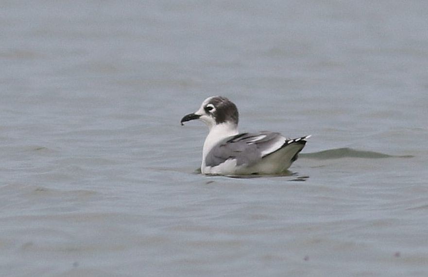 Franklin's Gull - ML623677043