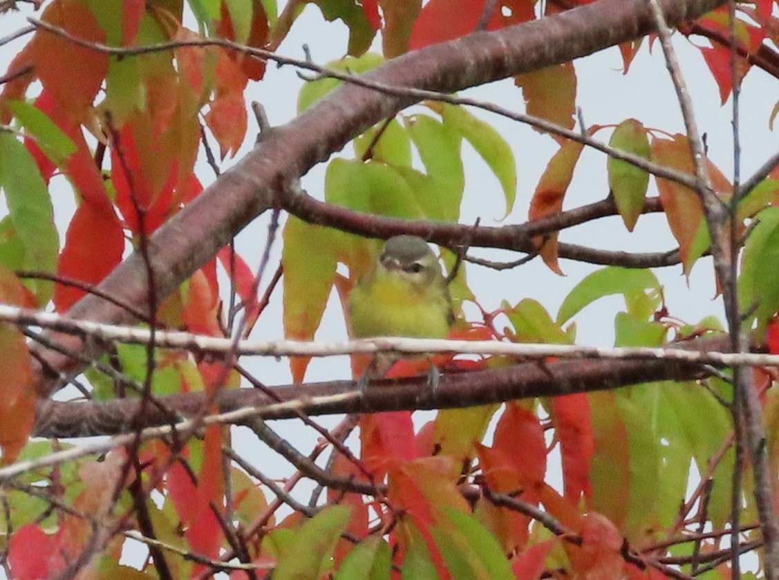 Philadelphia Vireo - ML623677055