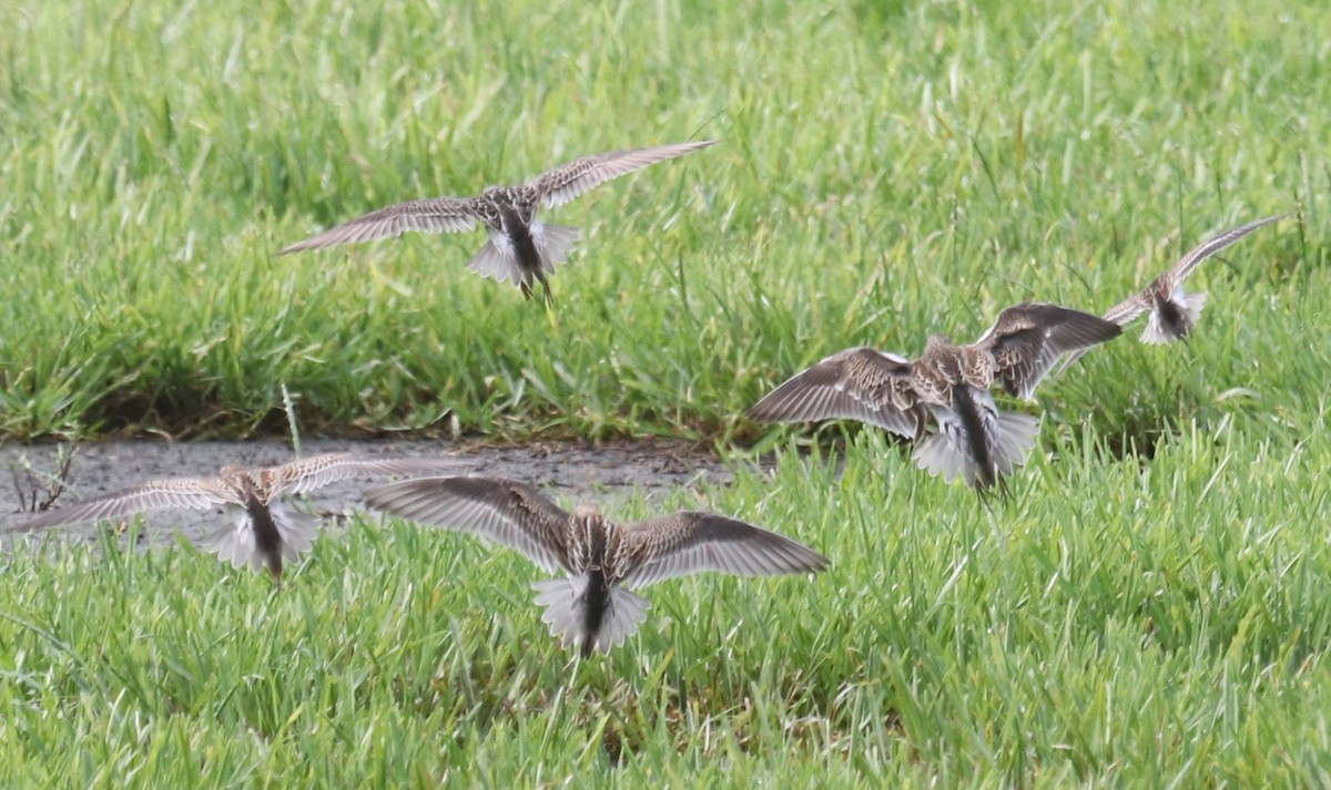 Pectoral Sandpiper - ML623677067