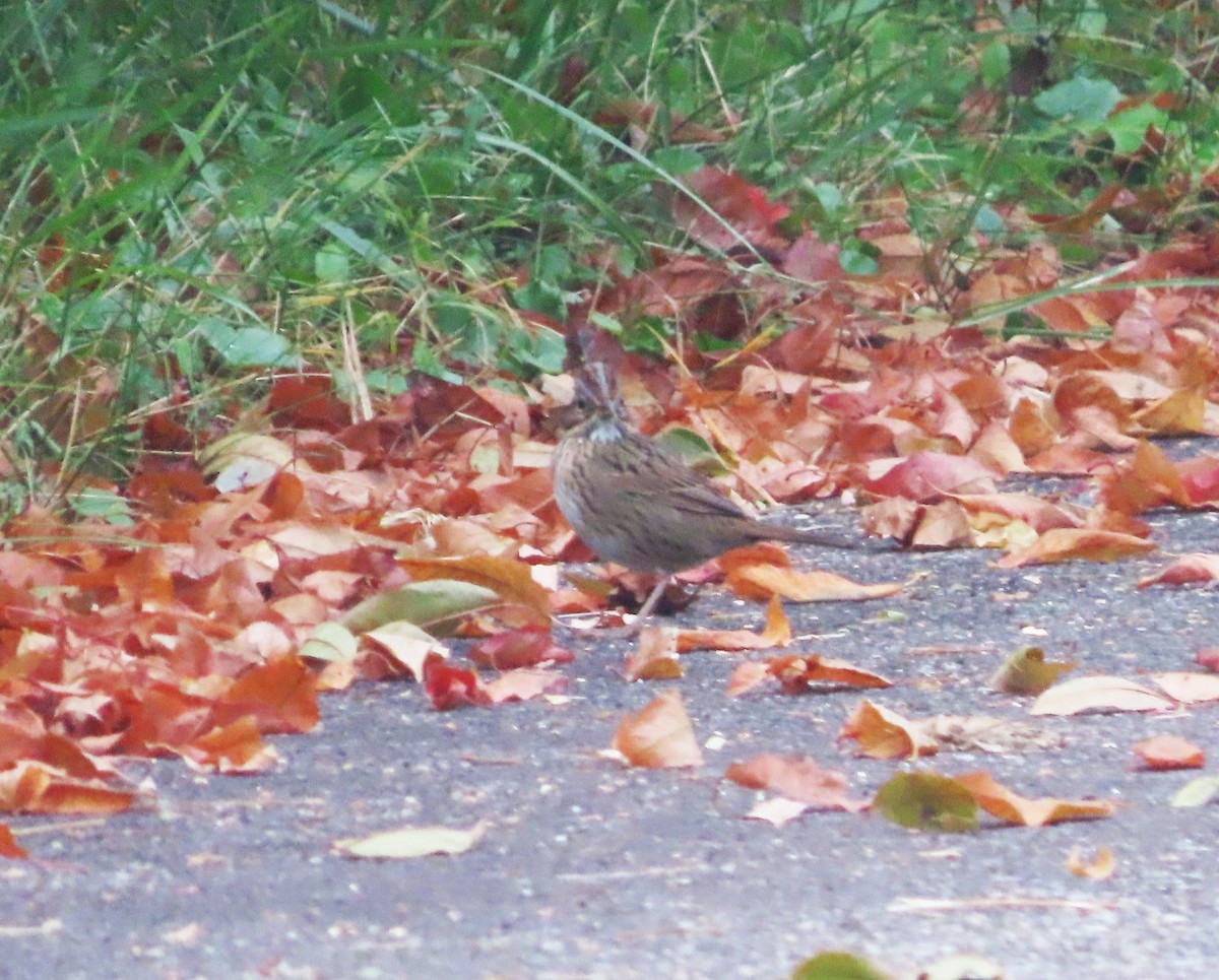 Lincoln's Sparrow - ML623677080