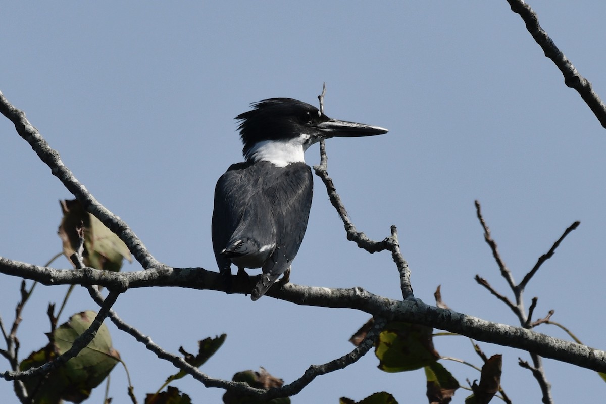 Belted Kingfisher - ML623677084