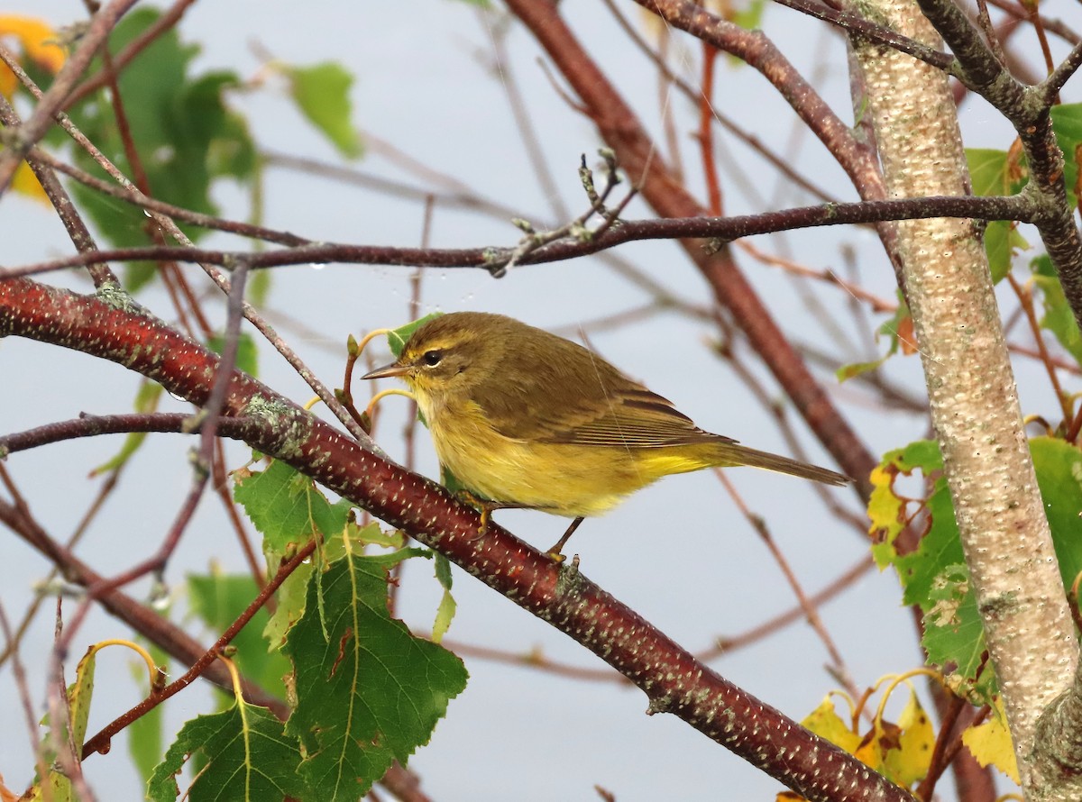 Palm Warbler - ML623677104