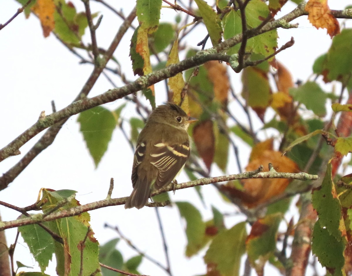 Empidonax sp. - ML623677154