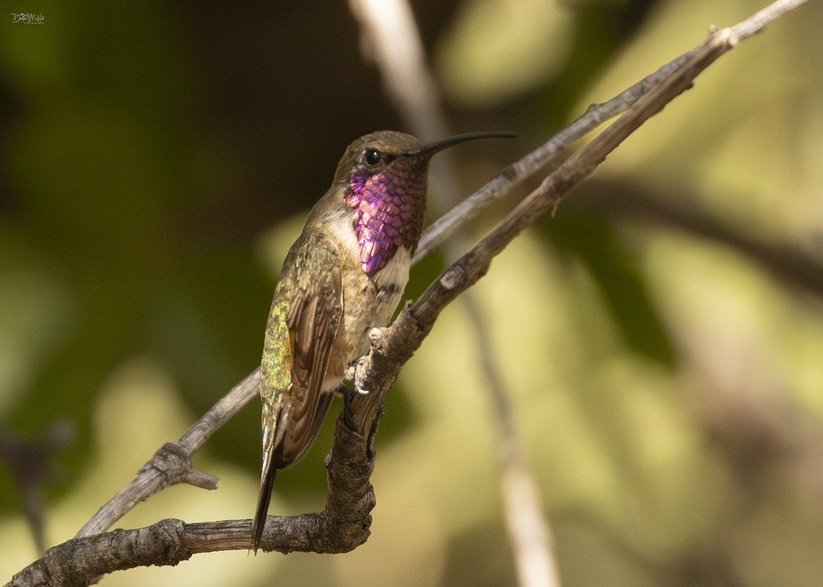 Lucifer Hummingbird - ML623677198