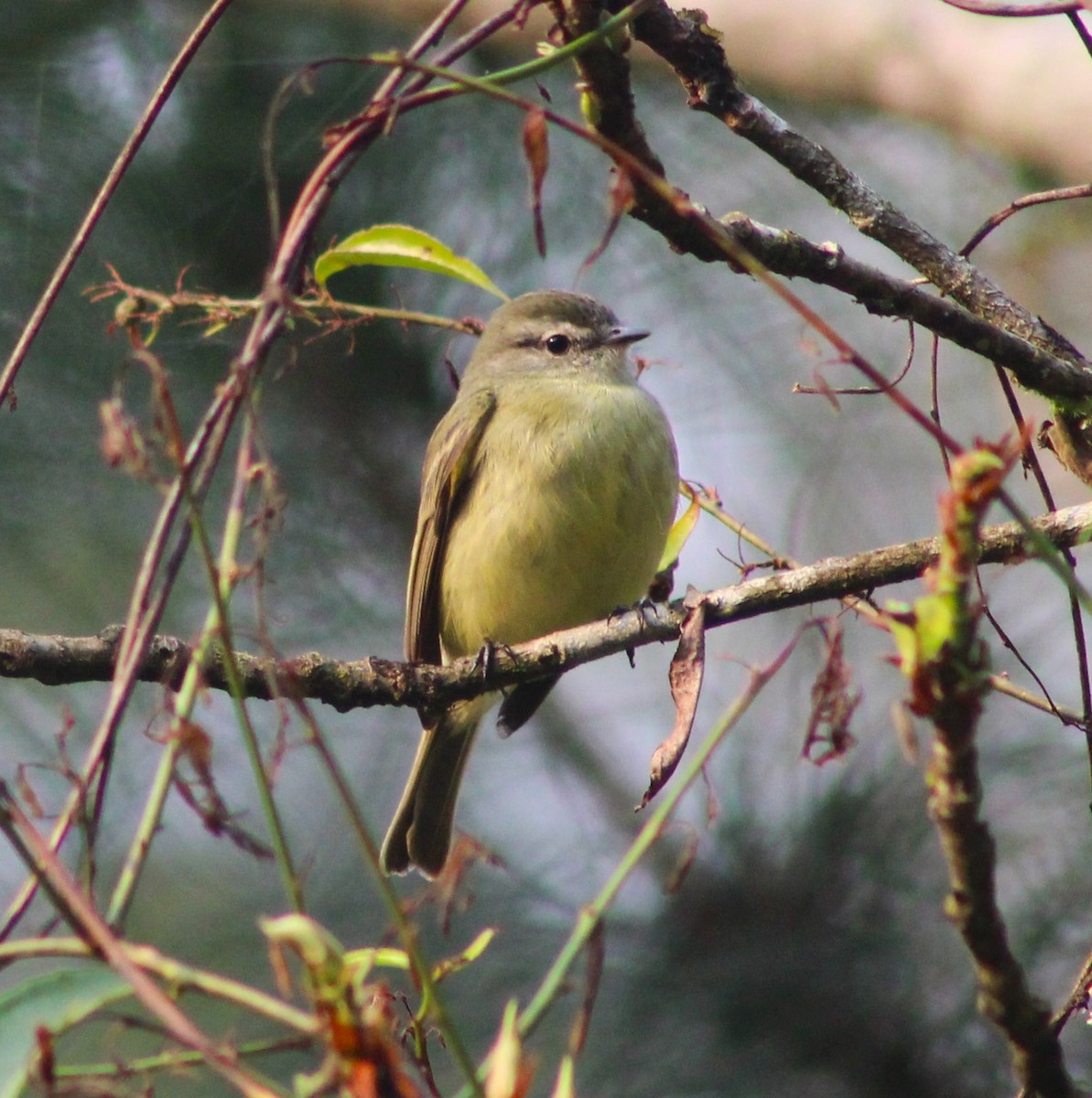 Planalto Tyrannulet - ML623677212