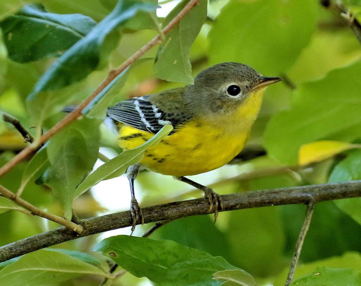 Magnolia Warbler - ML623677237