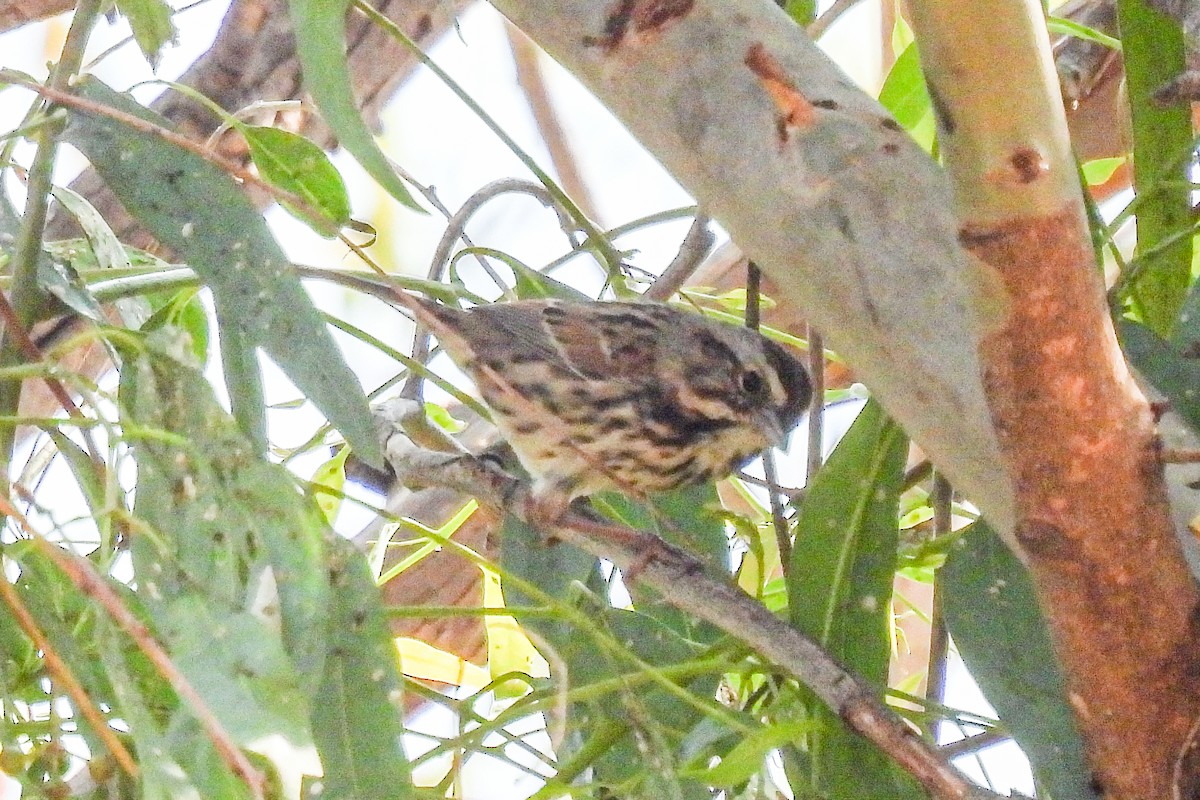 Song Sparrow - ML623677245