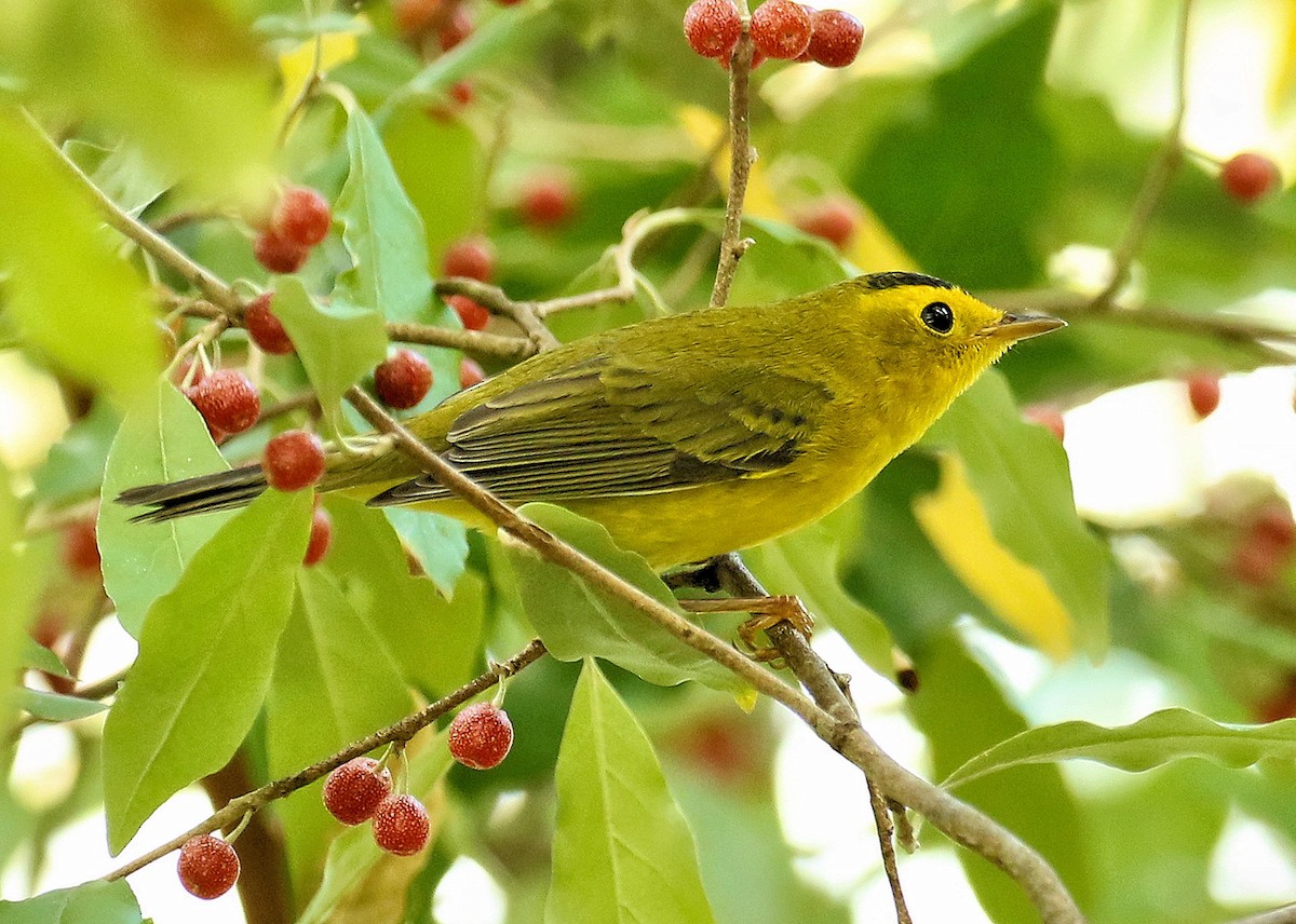 Wilson's Warbler - ML623677249