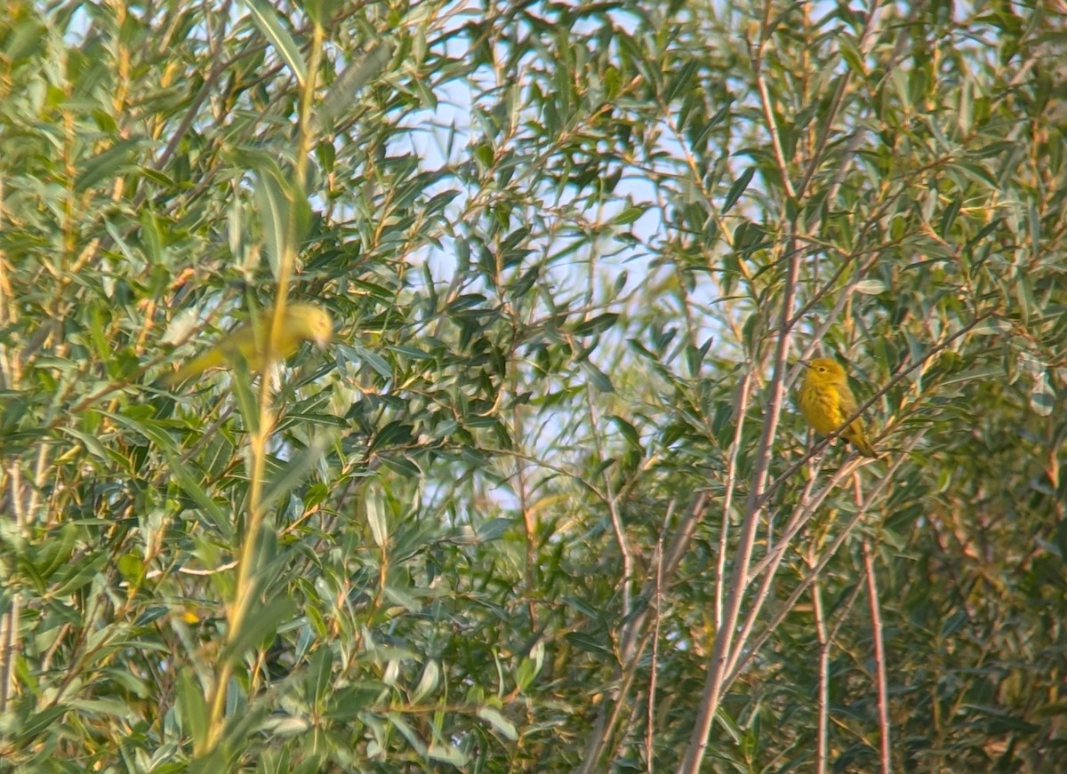 Paruline jaune - ML623677250