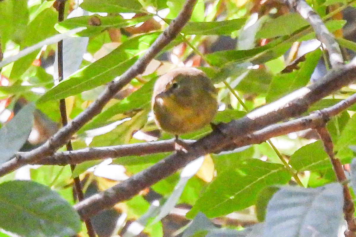 Orange-crowned Warbler - ML623677252