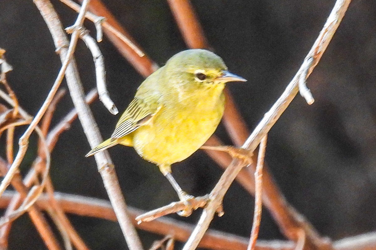 Orange-crowned Warbler - ML623677253