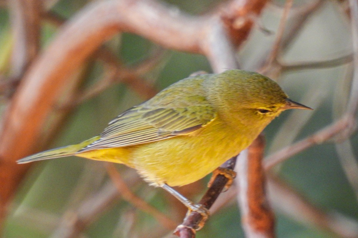 Orange-crowned Warbler - ML623677254