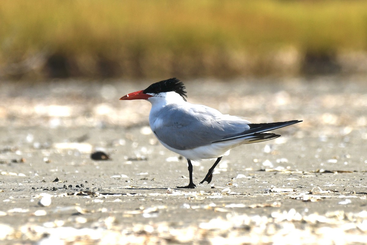 Caspian Tern - ML623677281