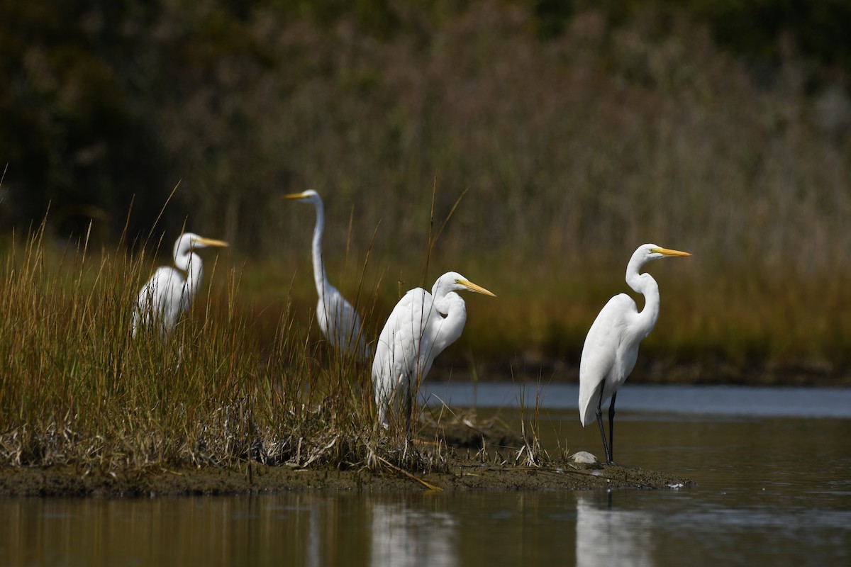 Great Egret - ML623677294