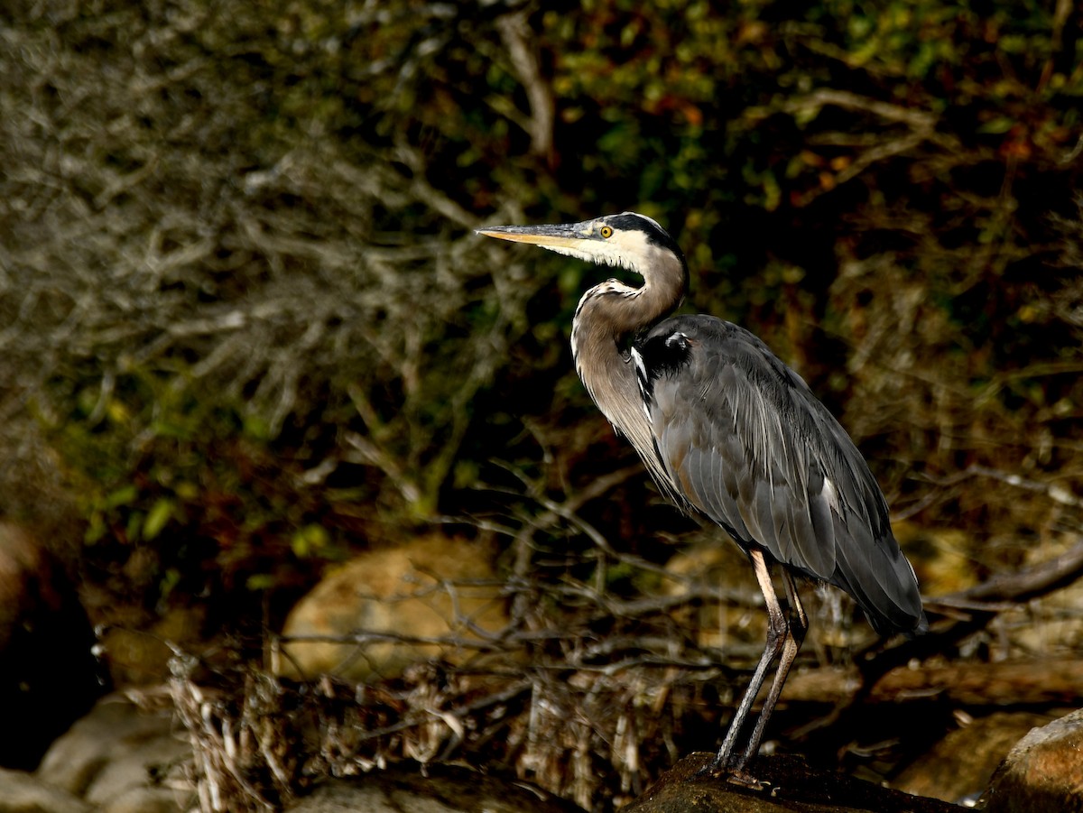 Great Blue Heron - Sue Palmer