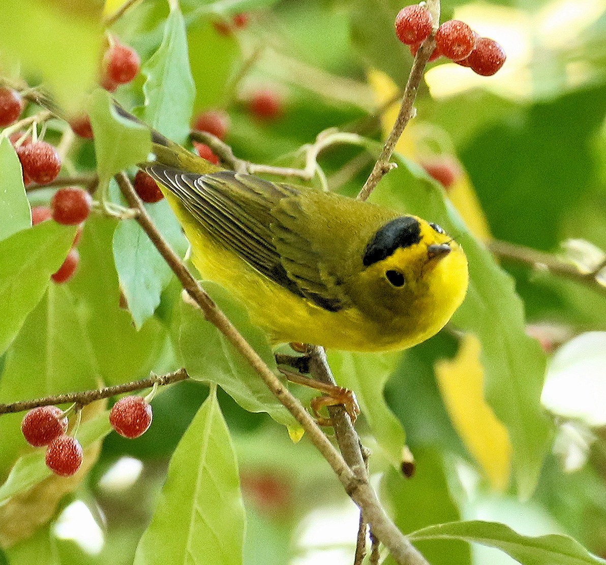 Wilson's Warbler - ML623677305