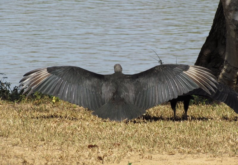 Black Vulture - ML623677314