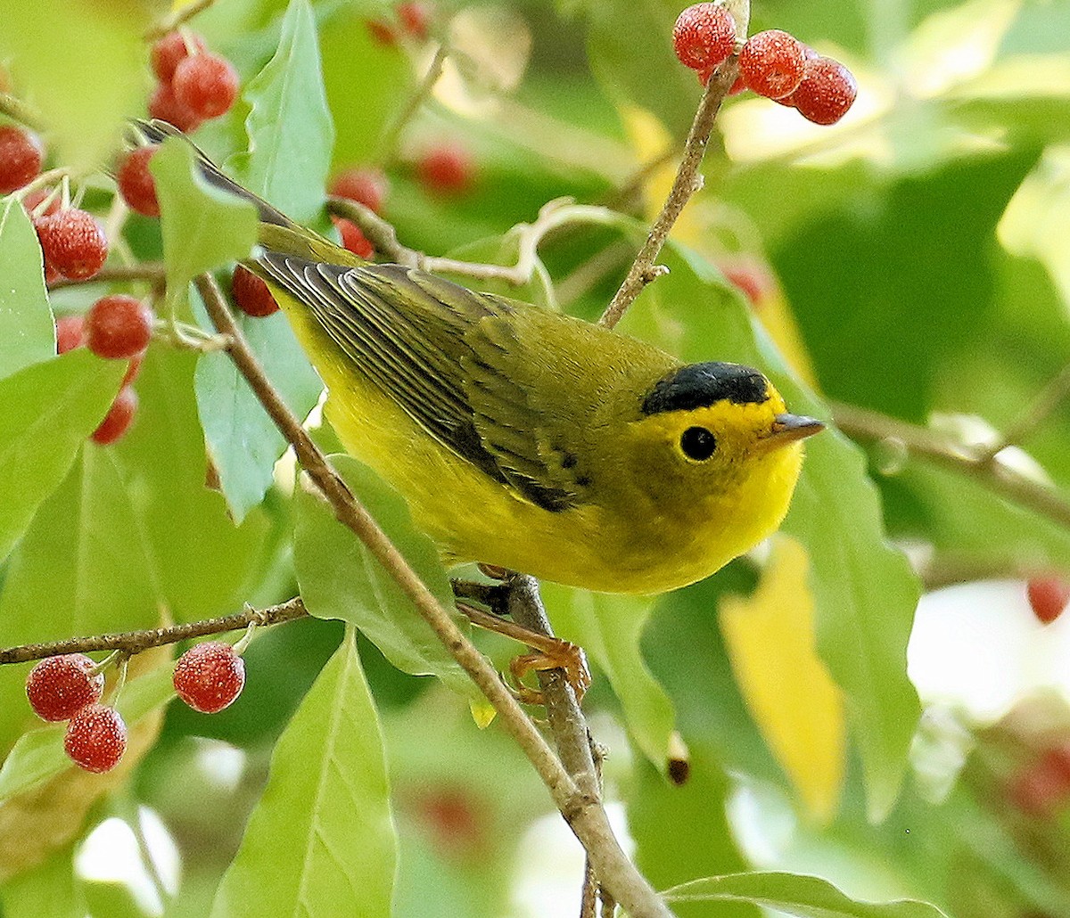 Wilson's Warbler - ML623677333