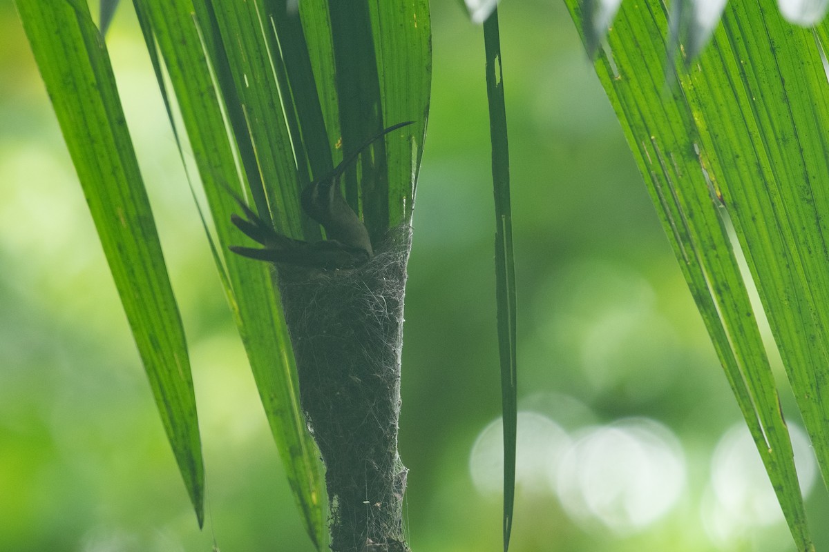 Great-billed Hermit - Thomas Monjoin