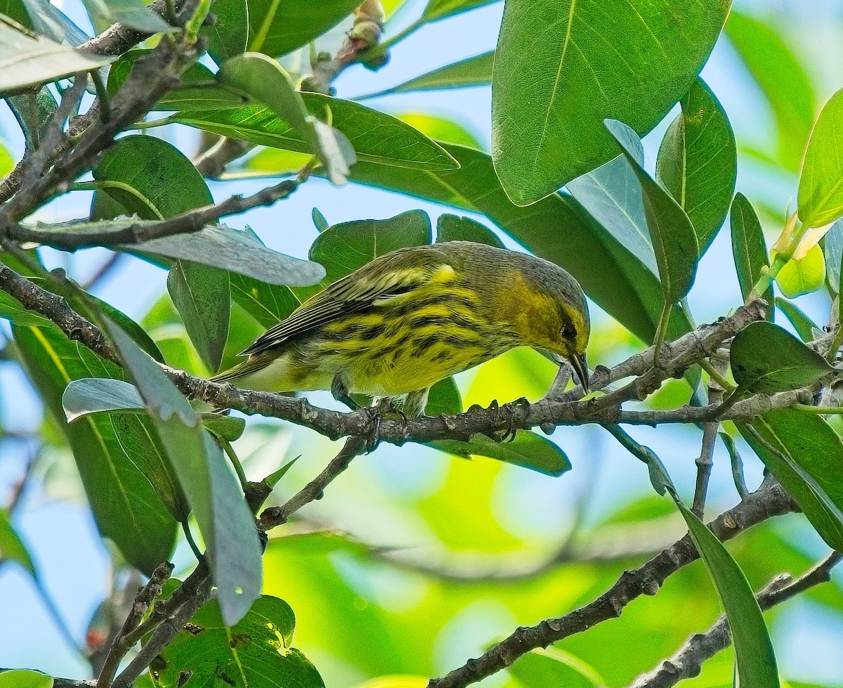 Cape May Warbler - ML623677371