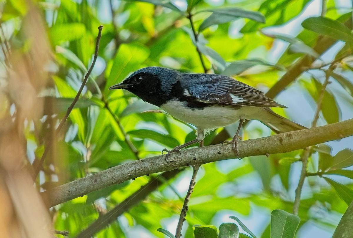 Black-throated Blue Warbler - ML623677393