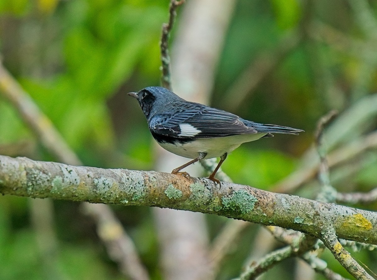 Black-throated Blue Warbler - ML623677394