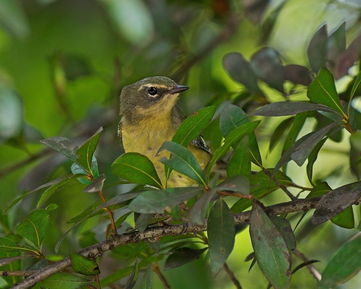 Black-throated Blue Warbler - ML623677395