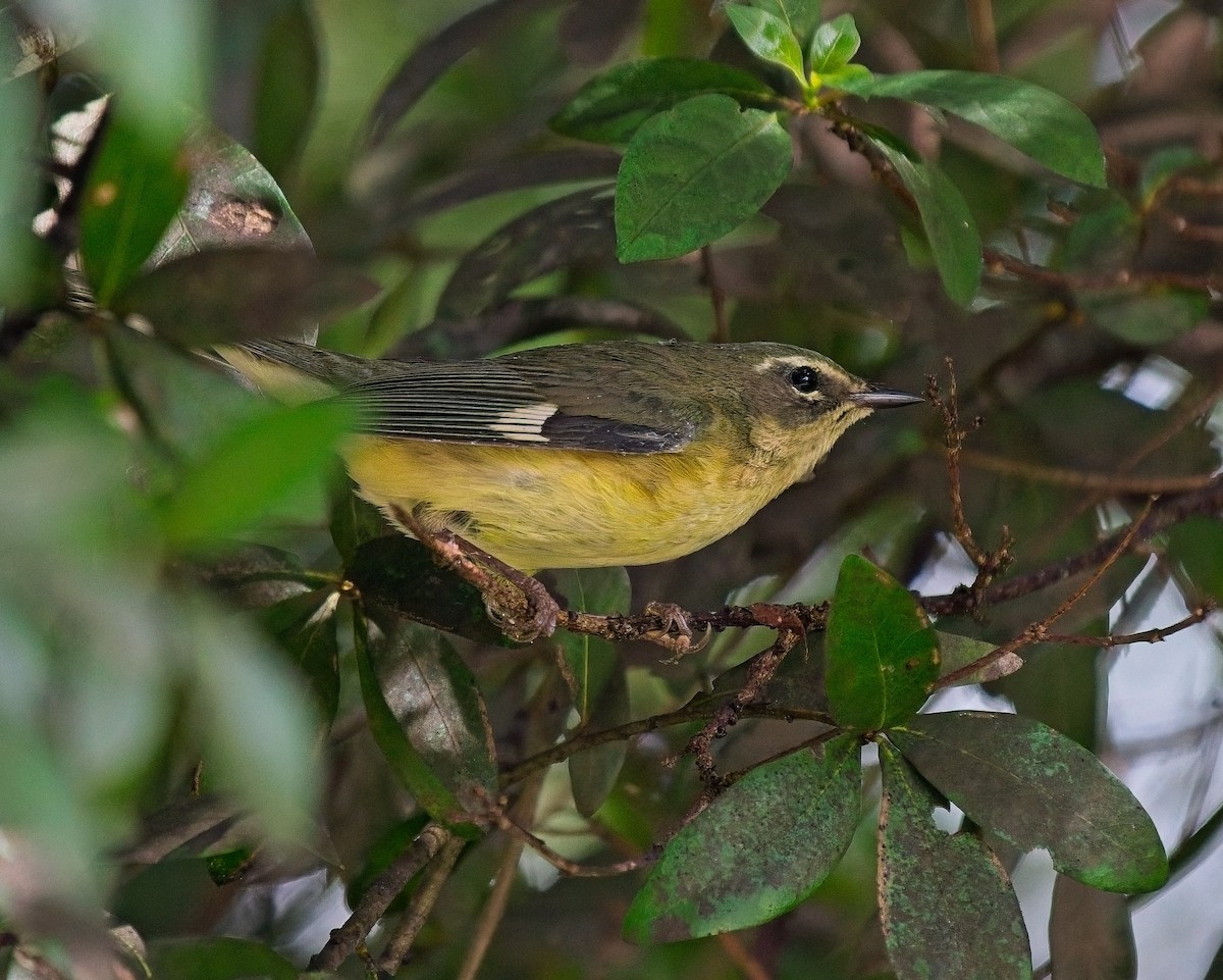 Black-throated Blue Warbler - ML623677396