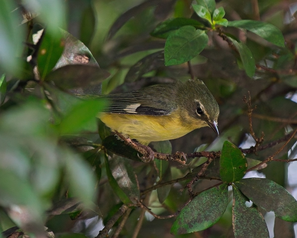 Black-throated Blue Warbler - ML623677397