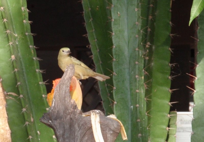 Palm Tanager - Frederico  Morais