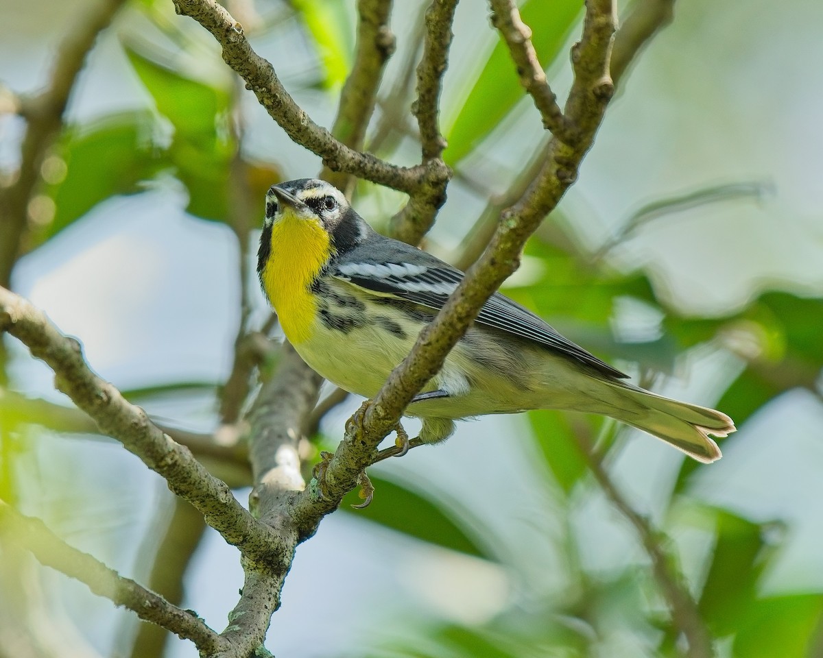 Yellow-throated Warbler - ML623677436