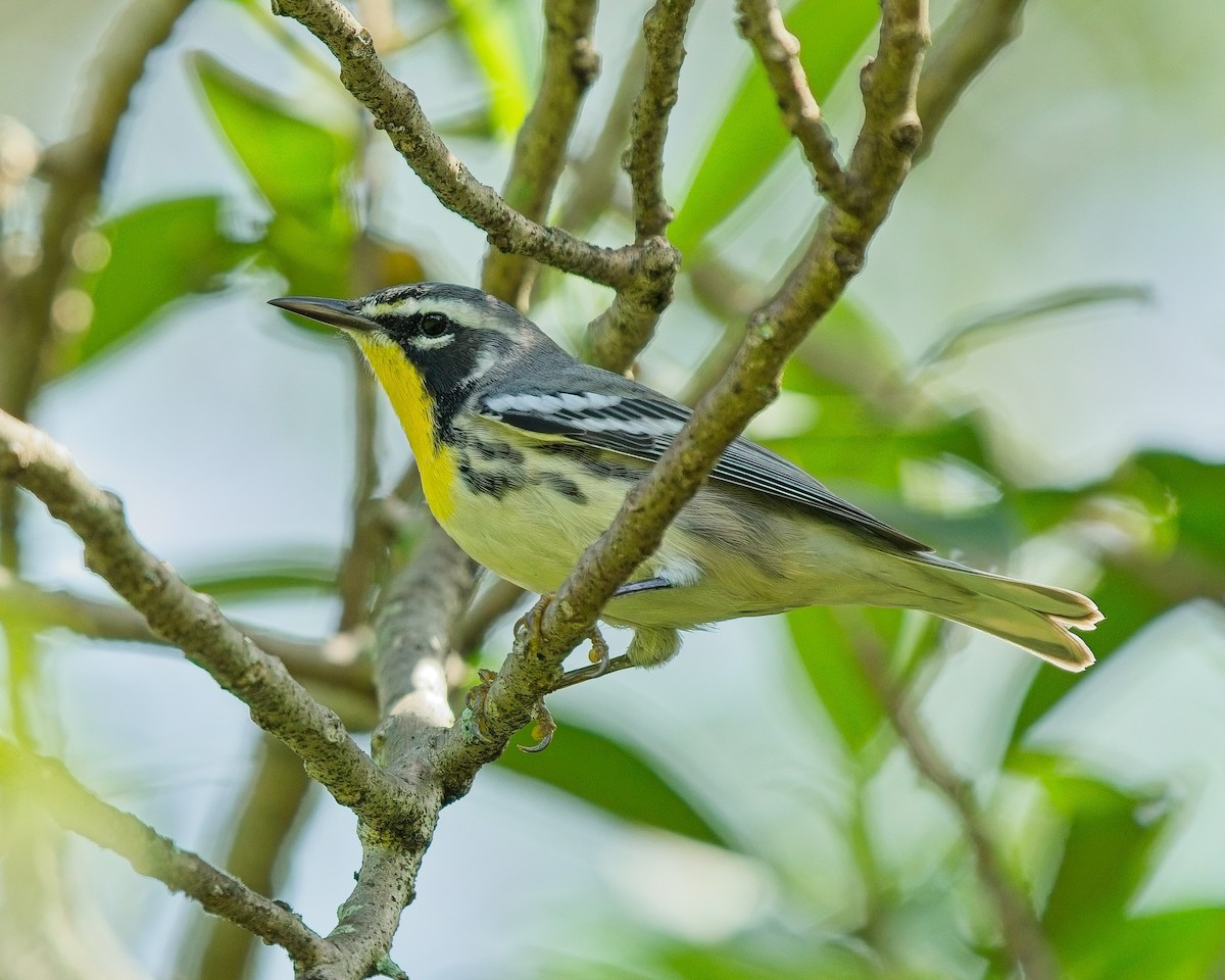 Yellow-throated Warbler - ML623677437