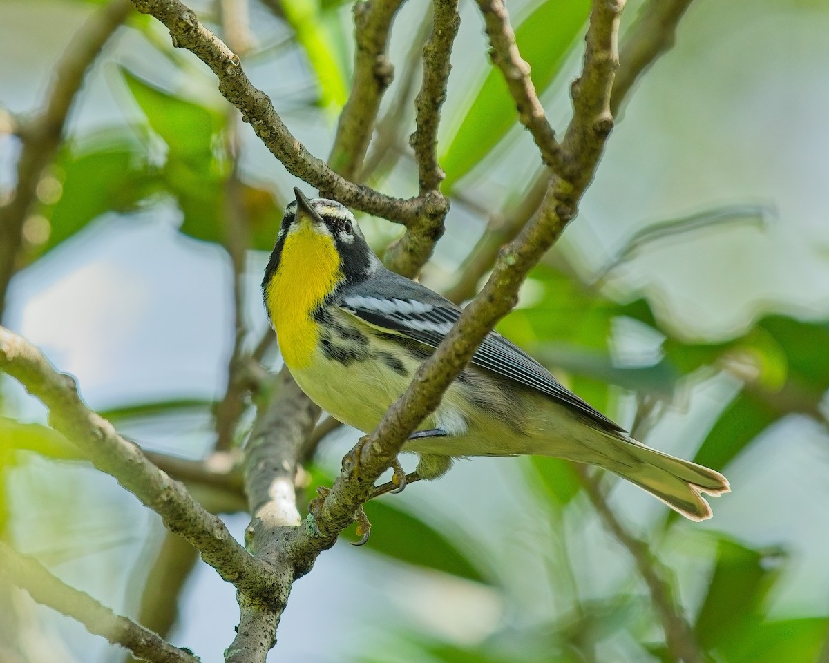 Yellow-throated Warbler - ML623677438