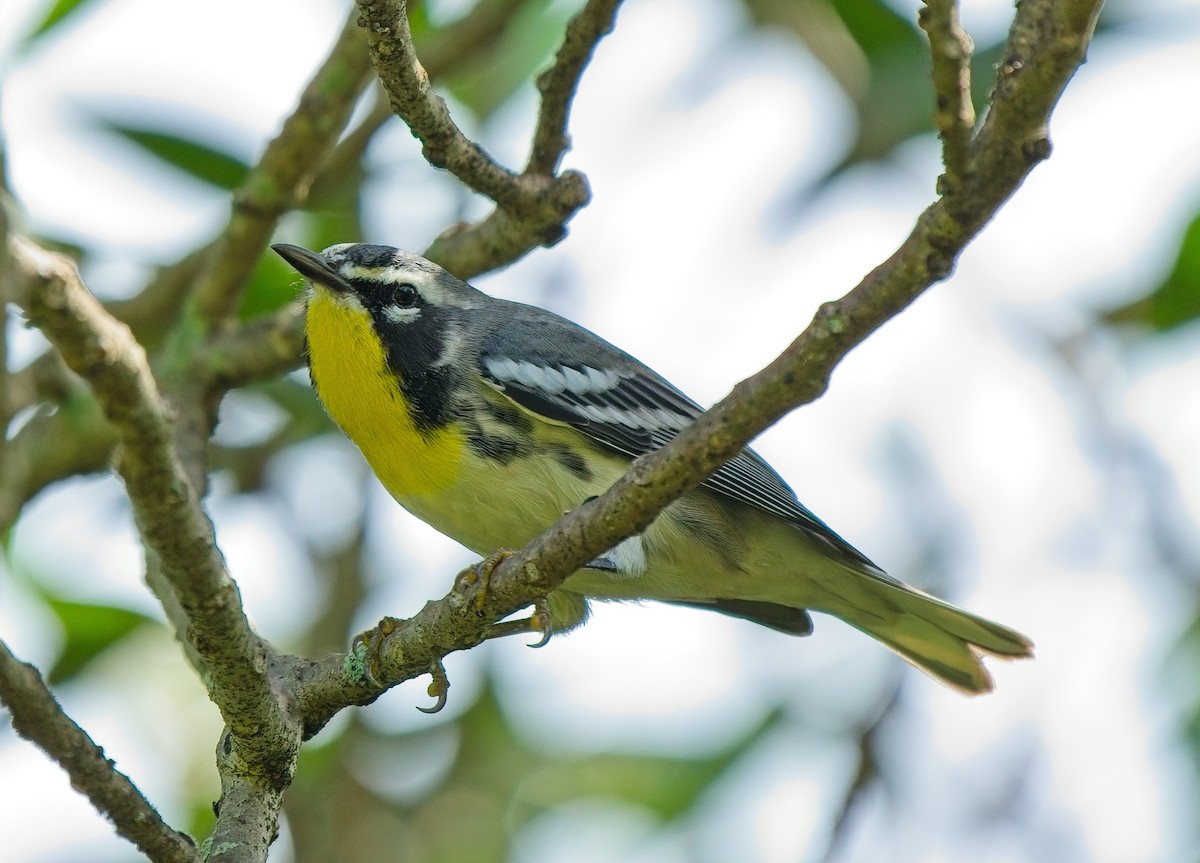 Yellow-throated Warbler - ML623677439