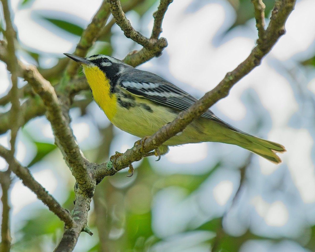 Yellow-throated Warbler - ML623677440