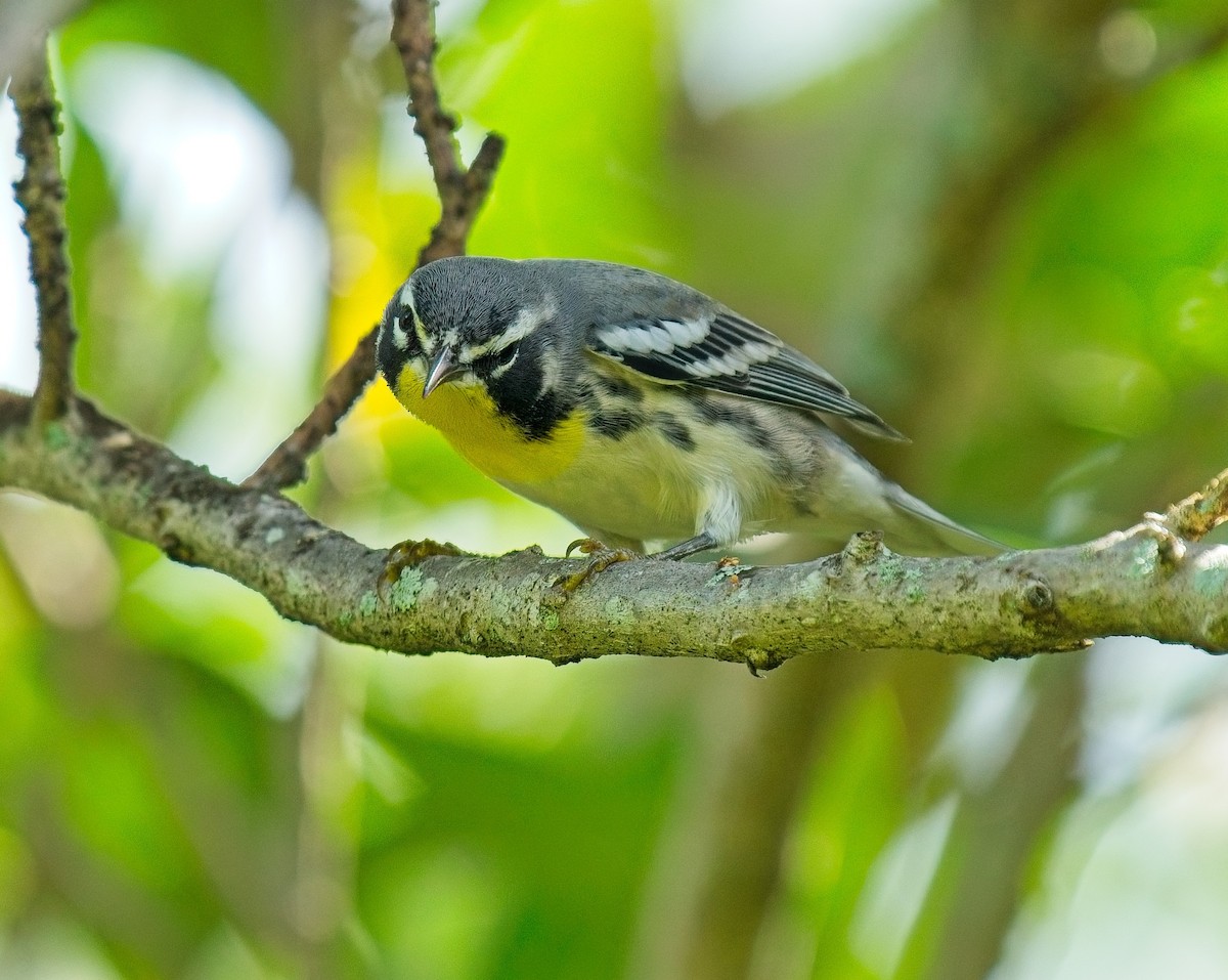 Yellow-throated Warbler - ML623677441