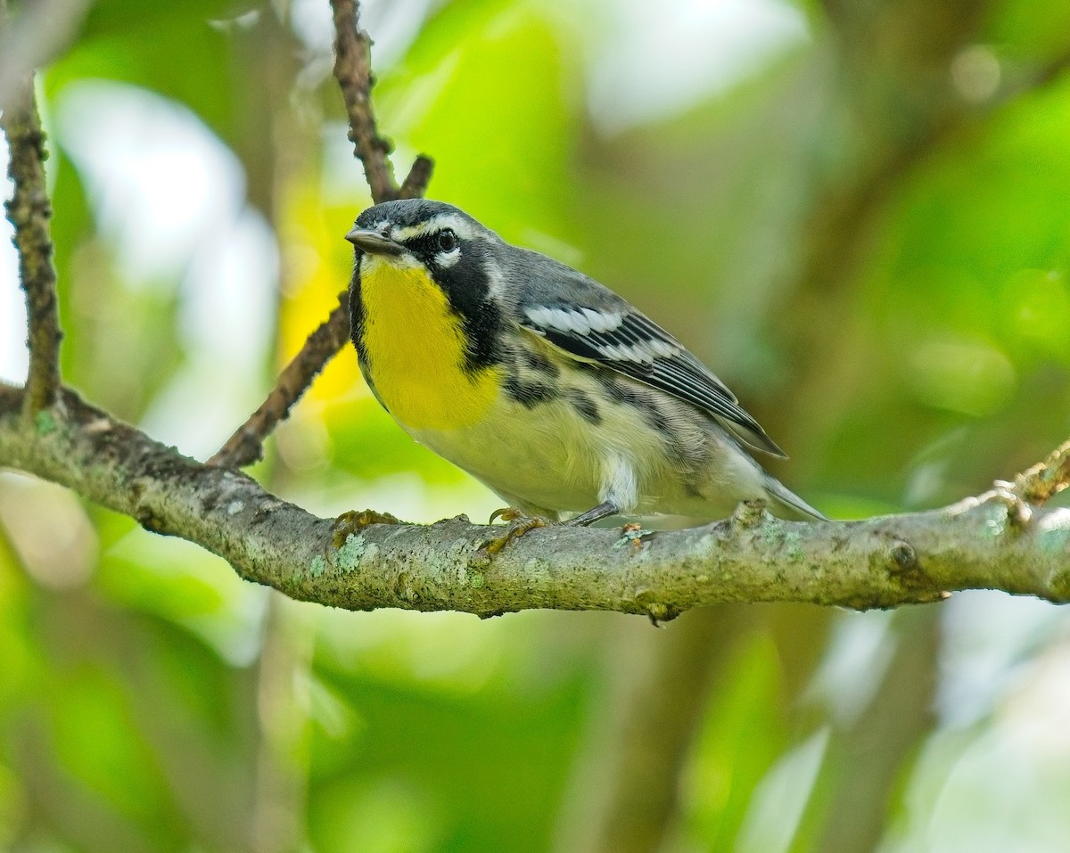 Yellow-throated Warbler - ML623677442