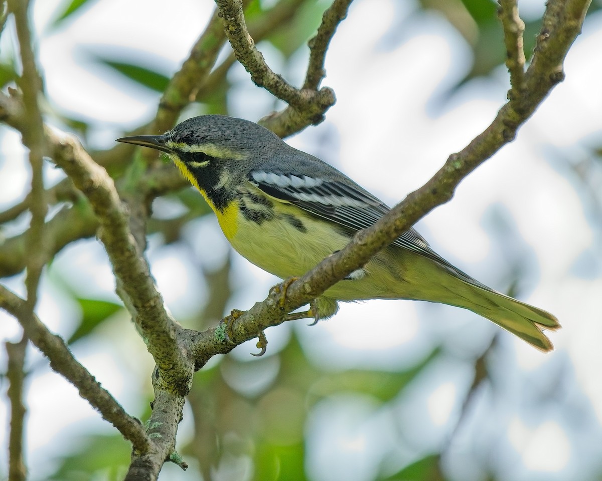 Yellow-throated Warbler - ML623677443