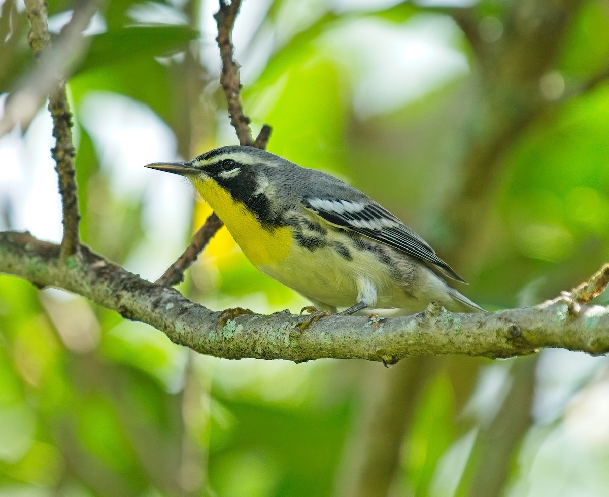 Yellow-throated Warbler - ML623677444