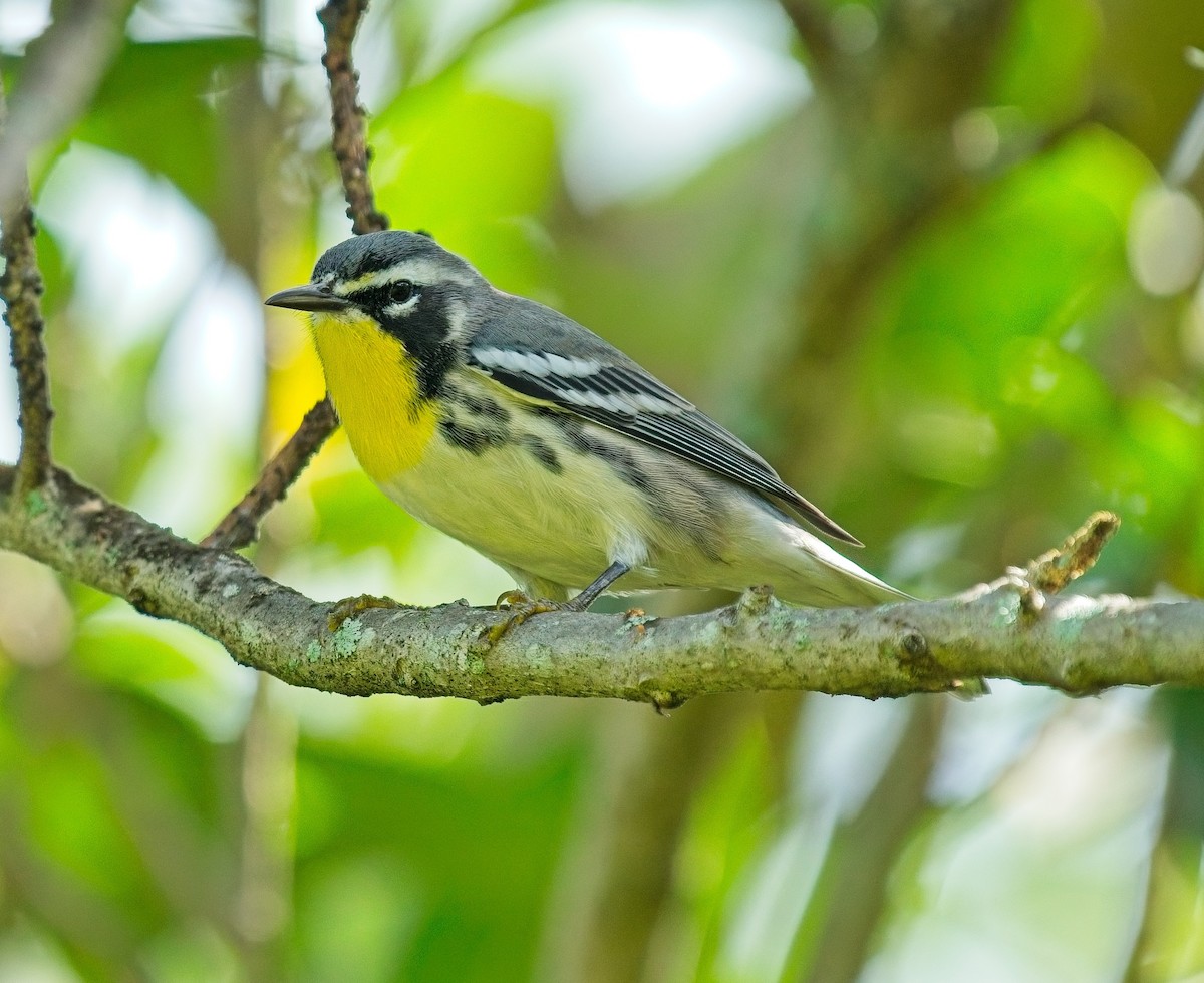 Yellow-throated Warbler - ML623677445