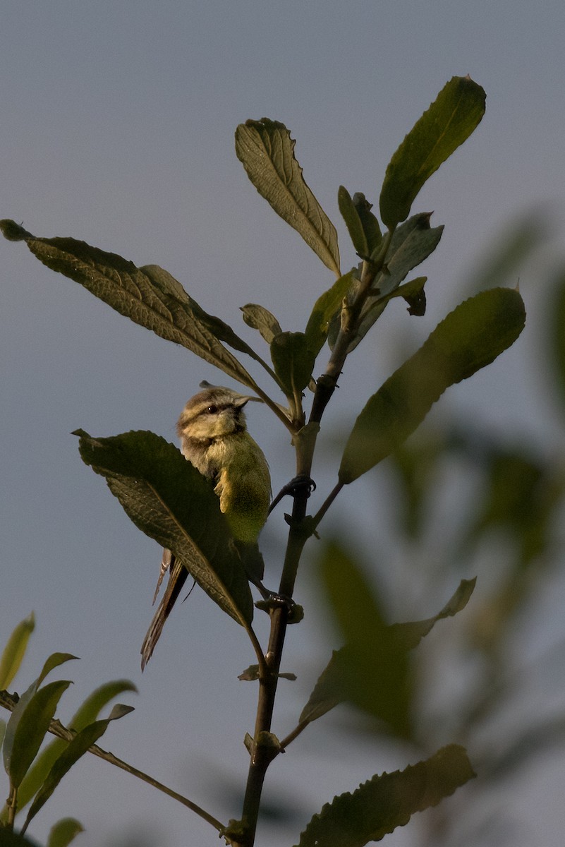 Eurasian Blue Tit - ML623677449