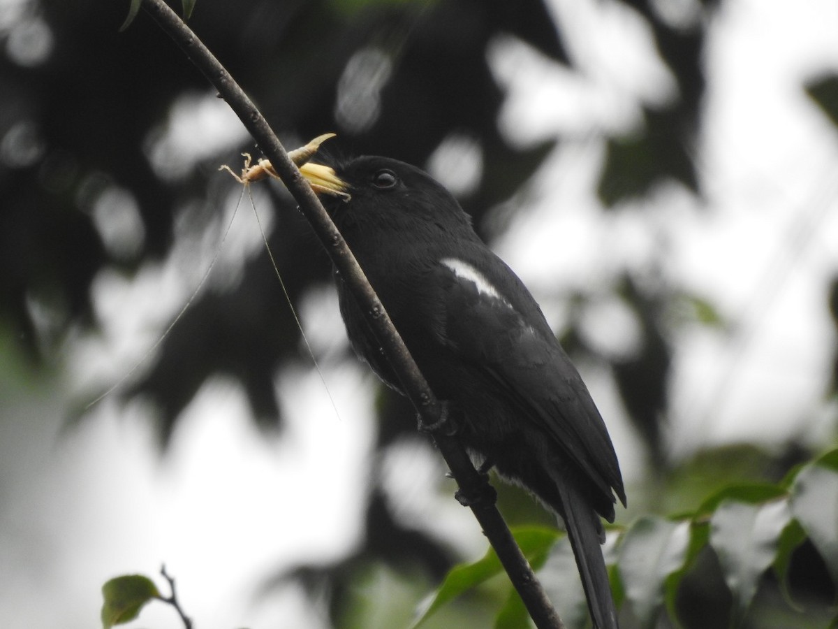 Yellow-billed Nunbird - Juan Romero bohorquez